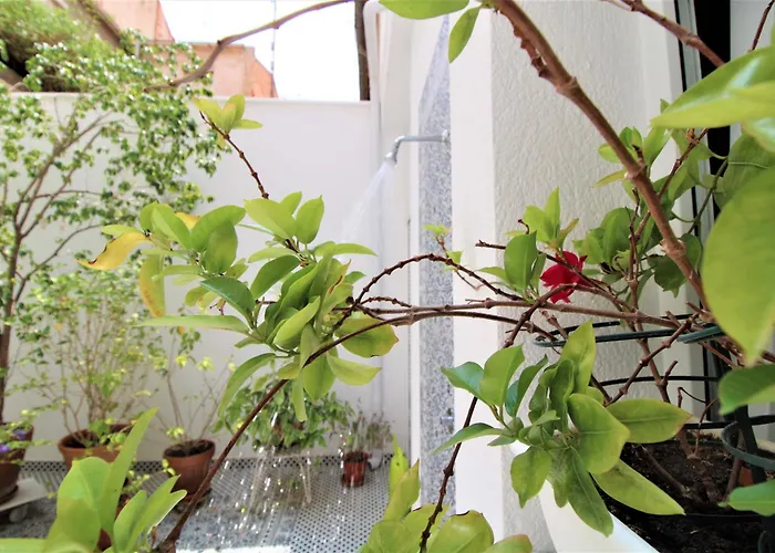 El Patio * Αλικάντε